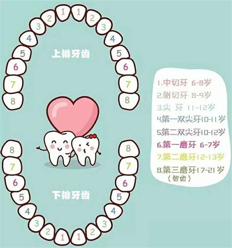 人有多少顆牙齒|人類牙齒